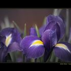 Iris I