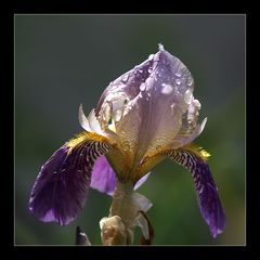 Iris II