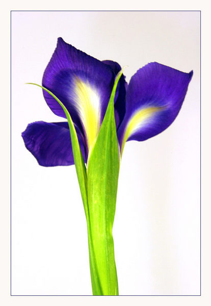 Iris II von Elisabeth Heidegger