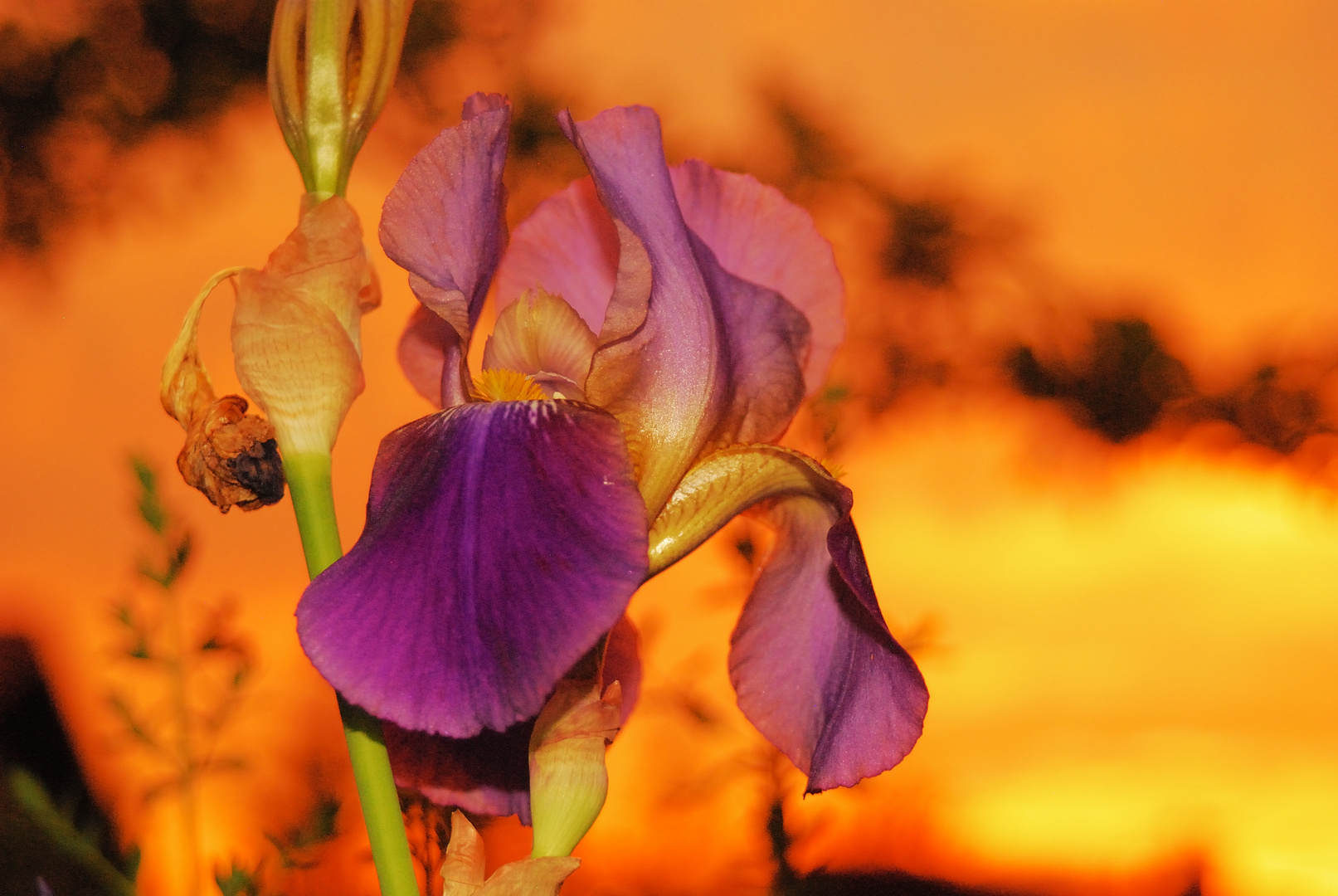 Iris im Abendrot