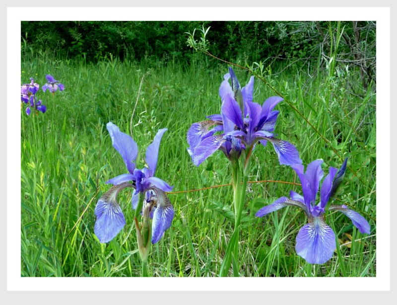 Iris im Biotop