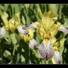 Iris im Botanischen Garten Düsseldorf