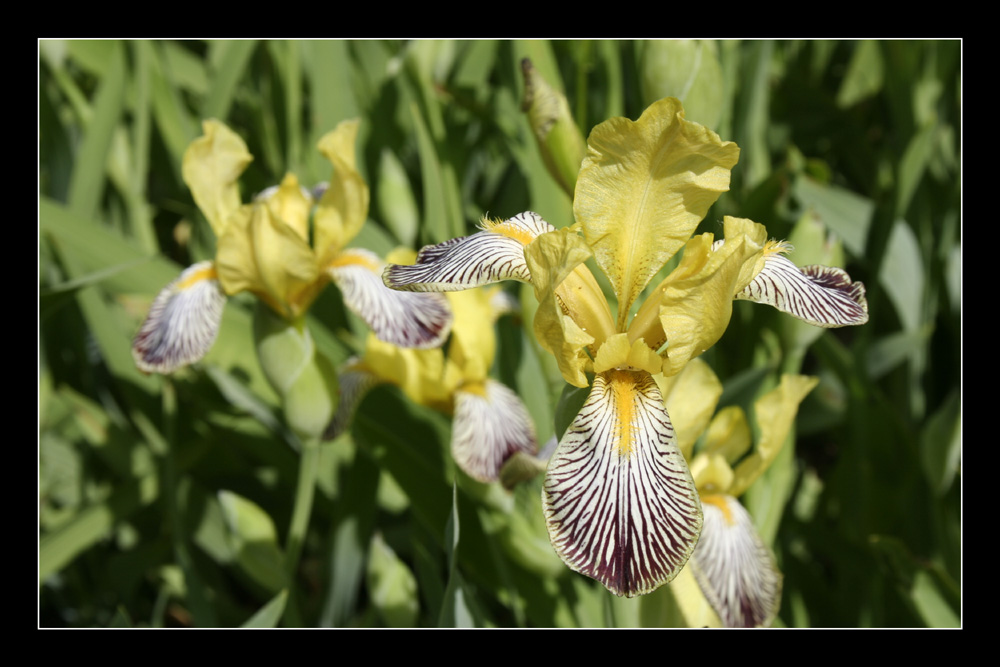 Iris im Botanischen Garten Düsseldorf