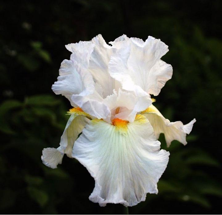 Iris im Brautkleid