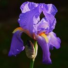 Iris im Detail