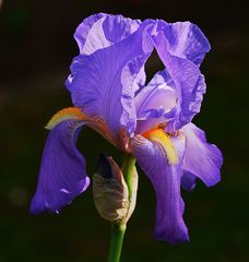 Iris im Detail