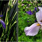 Iris im Garten....