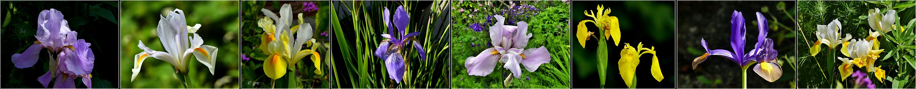 Iris im Garten....