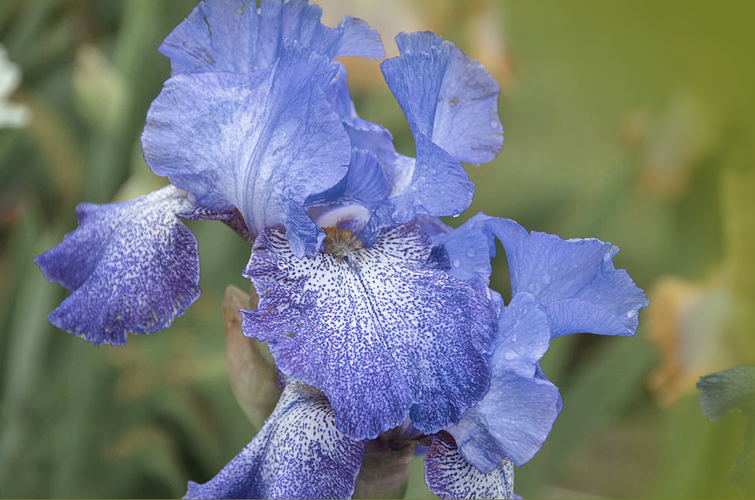 Iris im Garten