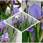 Iris im Garten 