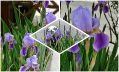Iris im Garten 