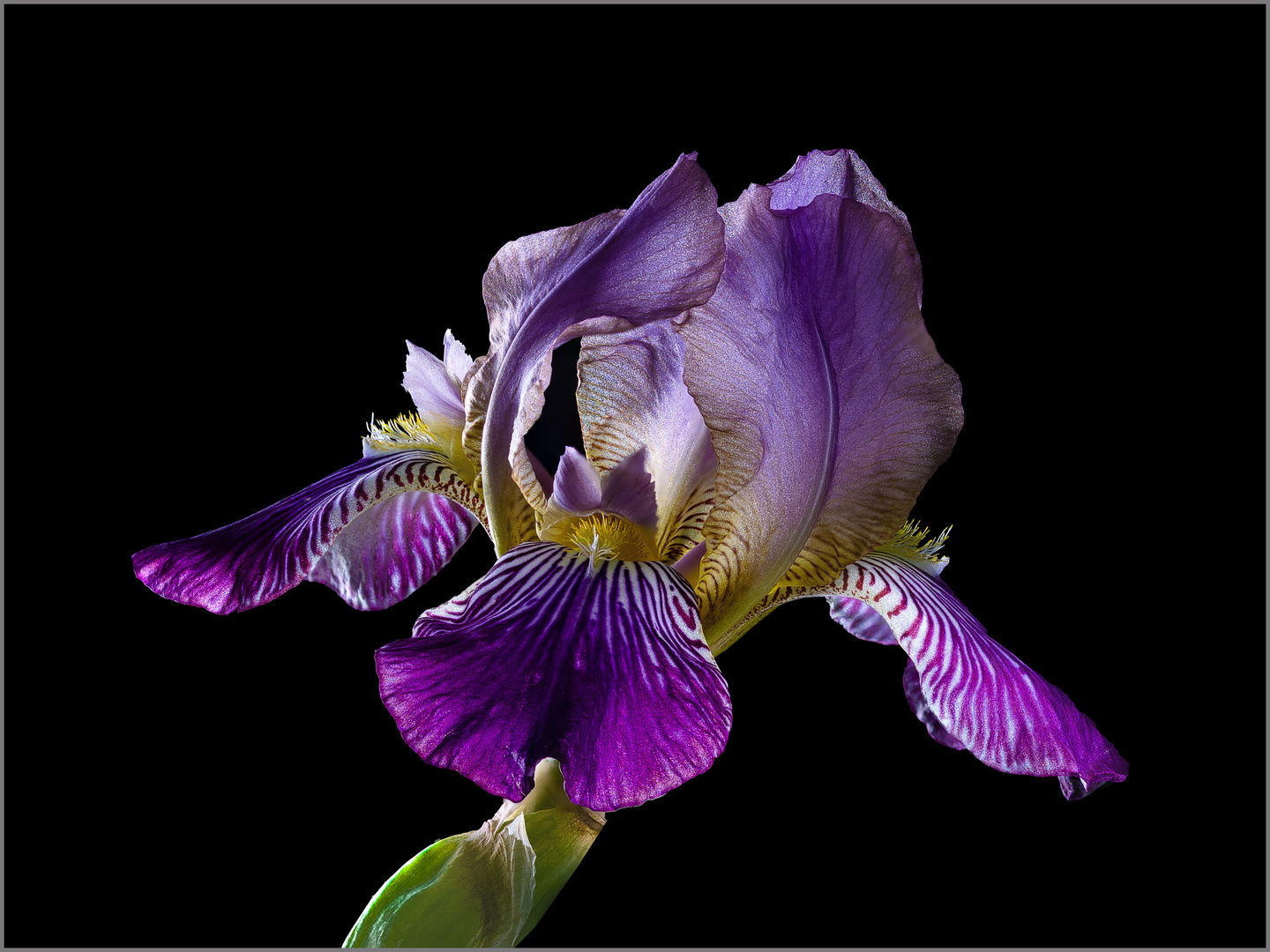 Iris im Gegenlicht