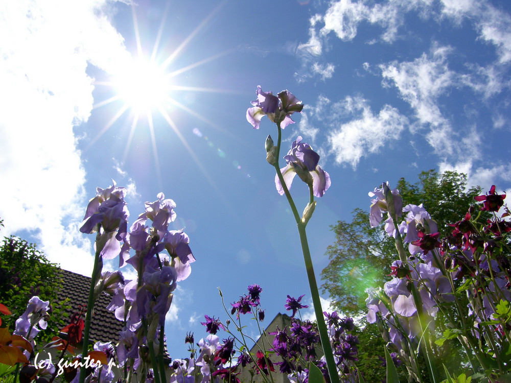 Iris im Gegenlicht