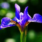 Iris im Gegenlicht