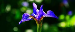 Iris im Gegenlicht