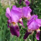 Iris im heftigem Wind