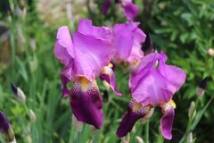 Iris im heftigem Wind