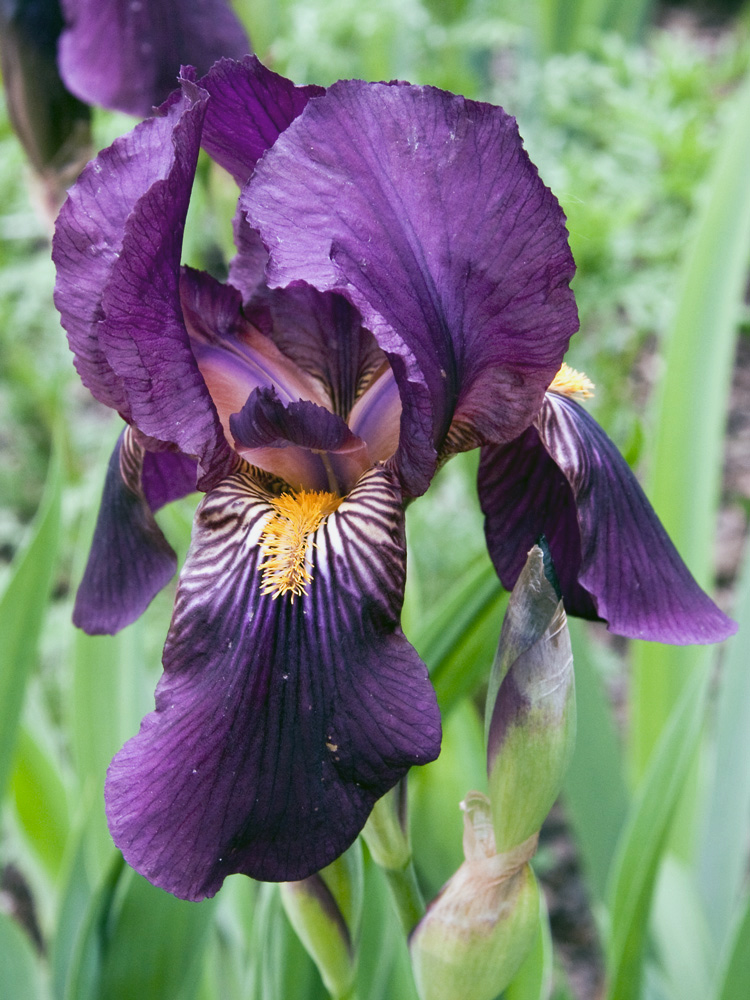 Iris im Kurpark Bad Homburg