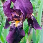 Iris im Kurpark Bad Homburg