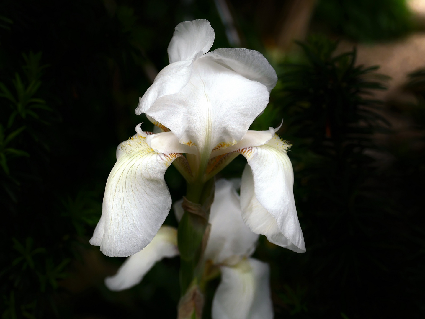 Iris im Morgenlicht