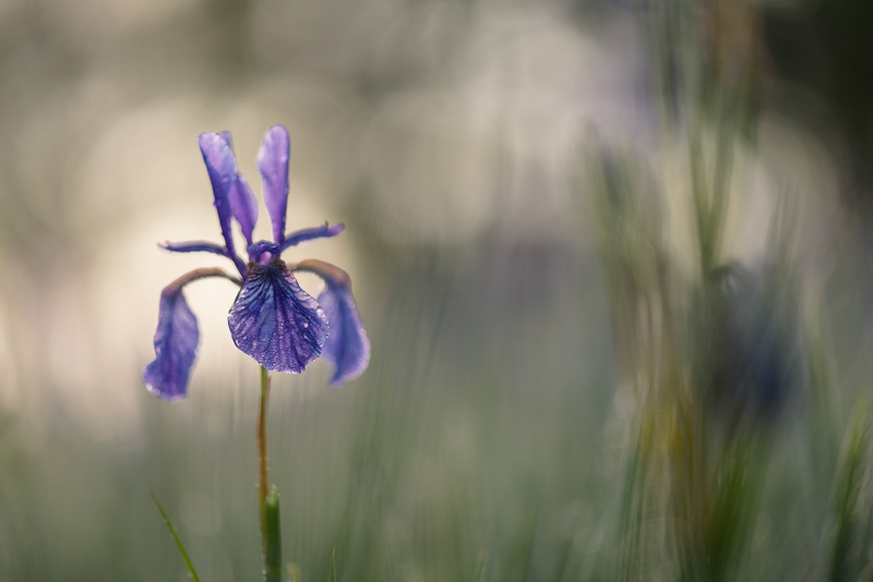 Iris im Morgenlicht