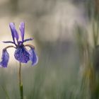 Iris im Morgenlicht