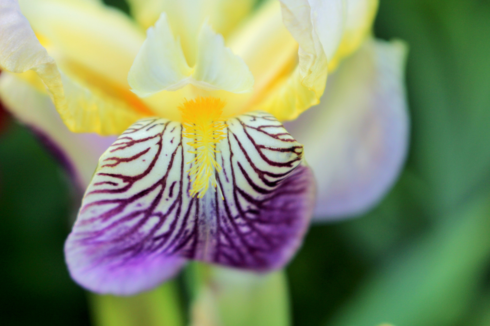 Iris im Nachbarsgarten