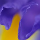 Iris im Rausch der Farbe