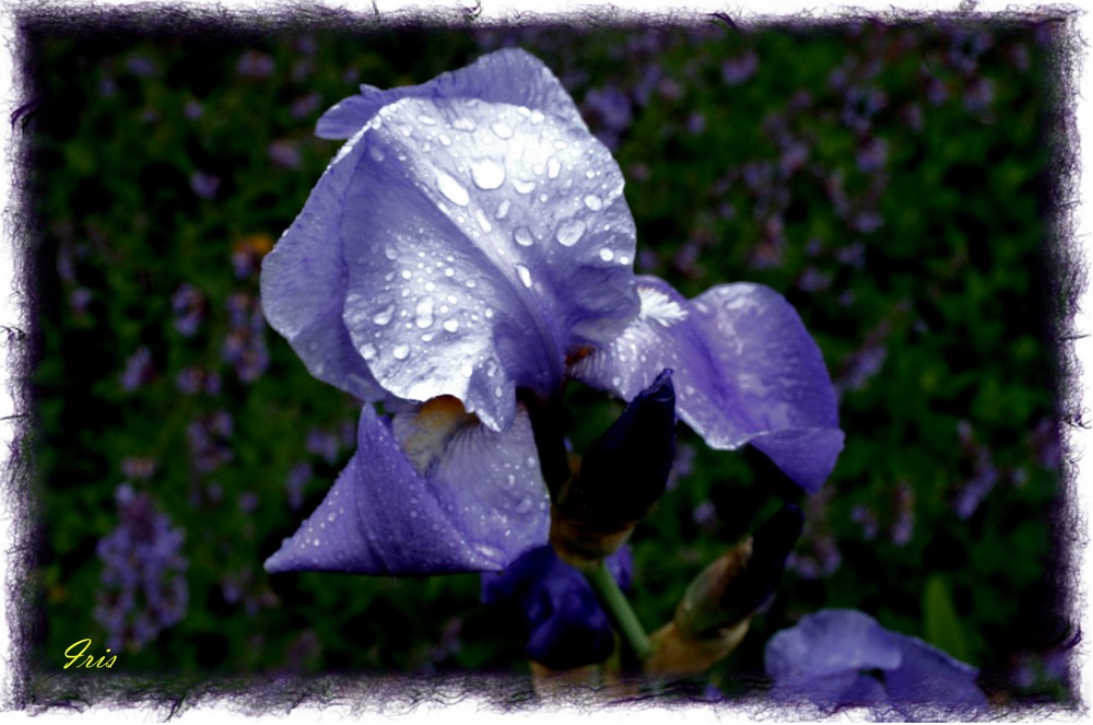 Iris im Regen