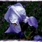 Iris im Regen