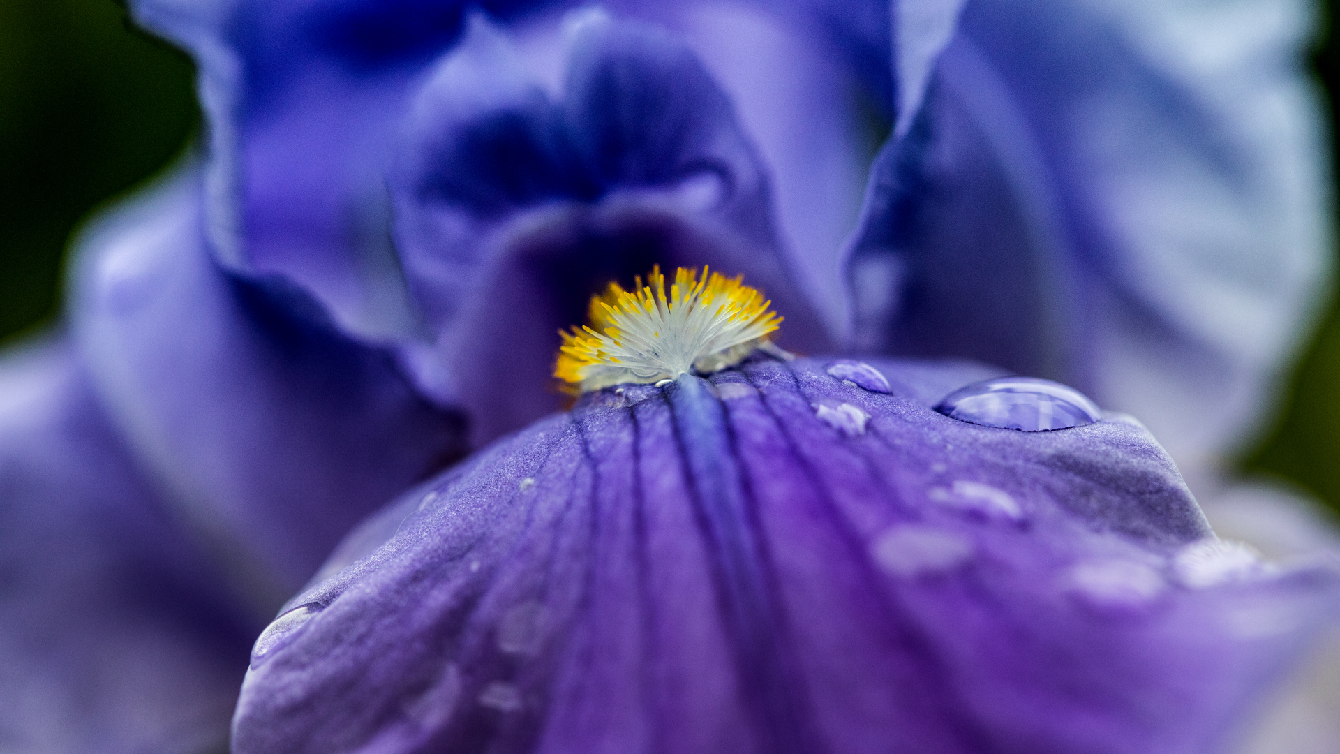 Iris im Regen