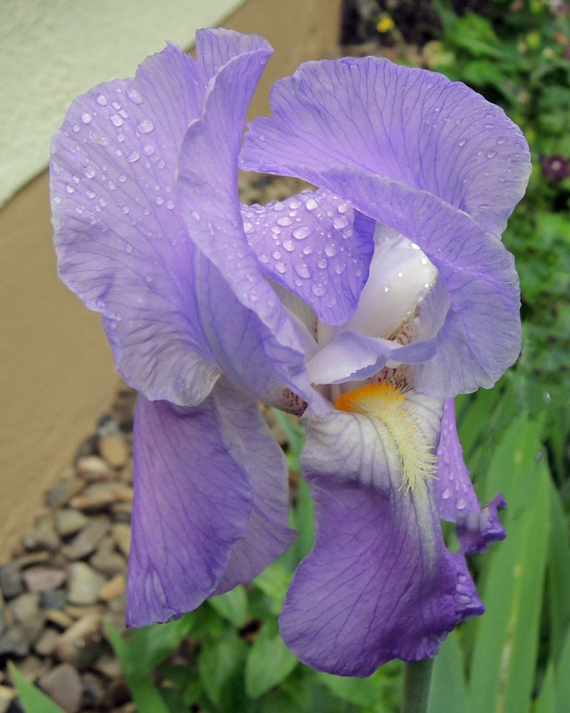 Iris im Regen