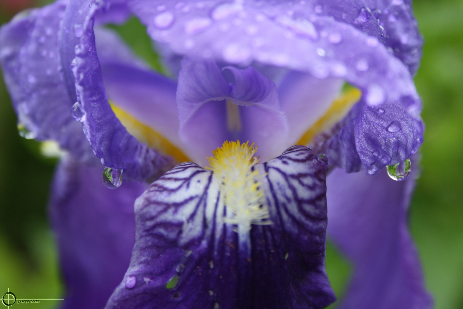 Iris im Regen