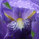 Iris im Regen