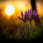 Iris im Sonnenuntergang