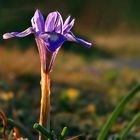 Iris im späten Licht