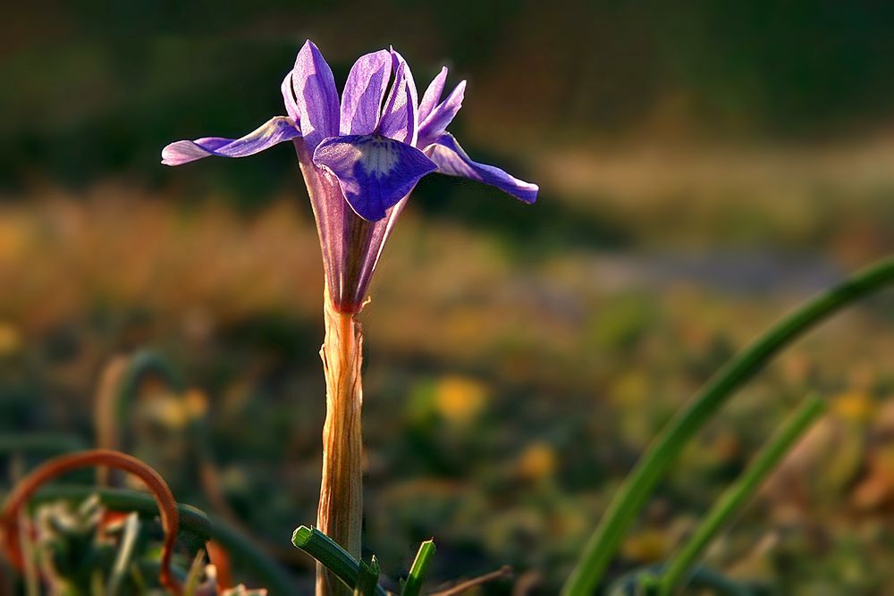 Iris im späten Licht