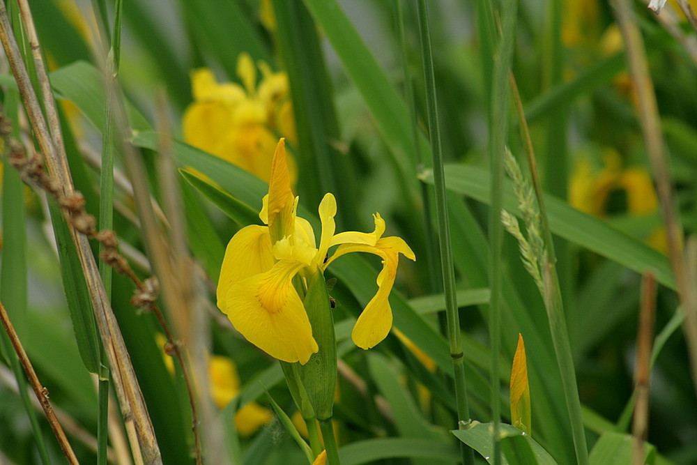 Iris im Taubergießen