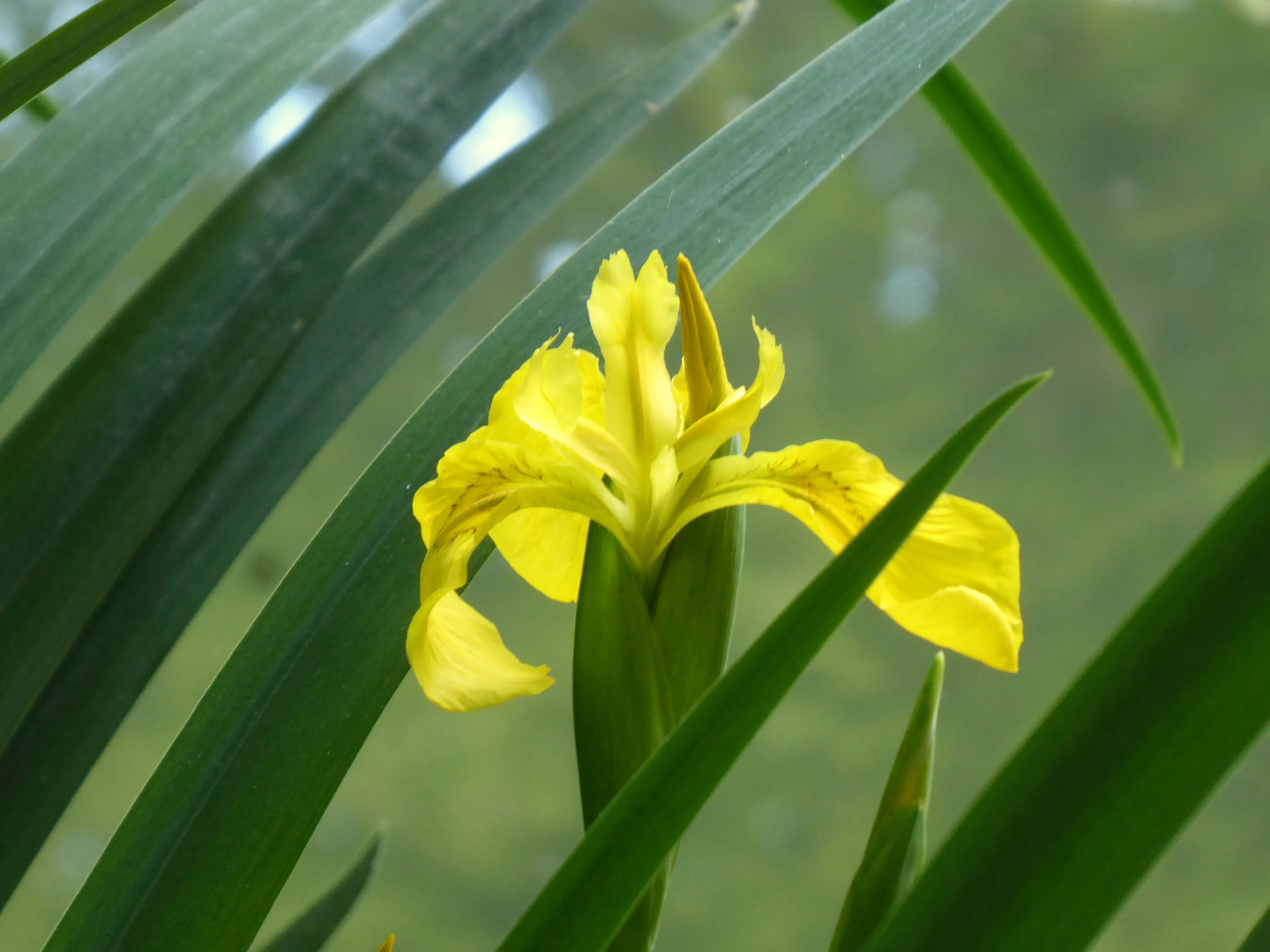 Iris im Teich Foto & Bild pflanzen, pilze & flechten, blüten