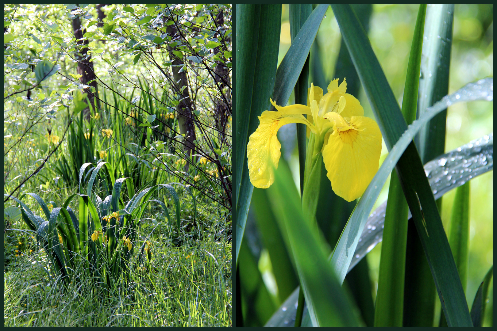 Iris im Wald