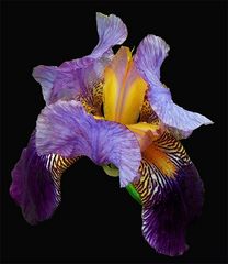 Iris im Wind