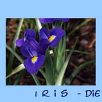 Iris-Impressionen