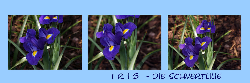 Iris-Impressionen