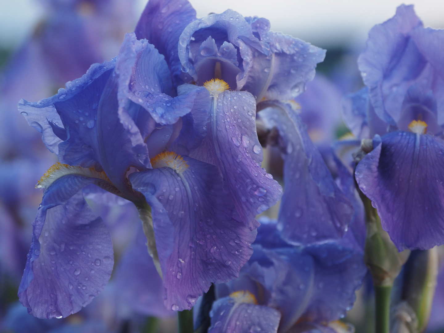 iris in blau