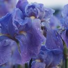 iris in blau