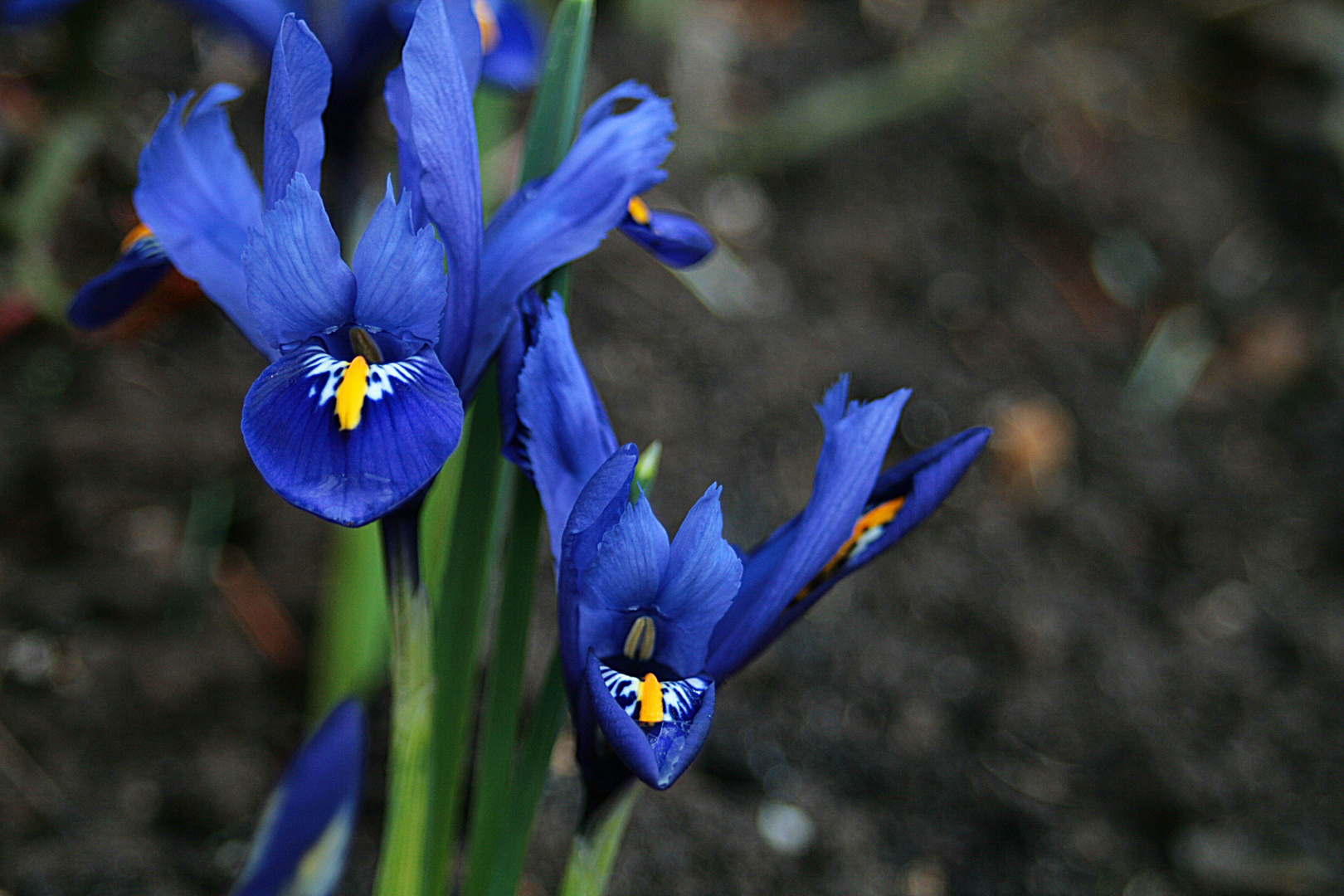 Iris in blau