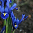 Iris in blau