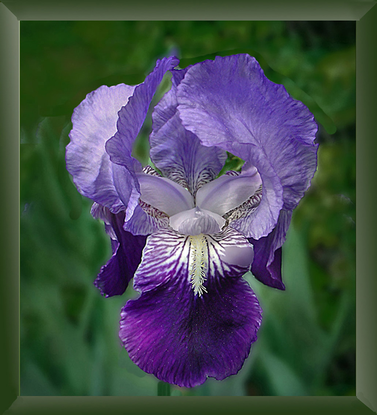 Iris in blau