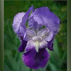 Iris in blau