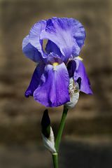 Iris in blau